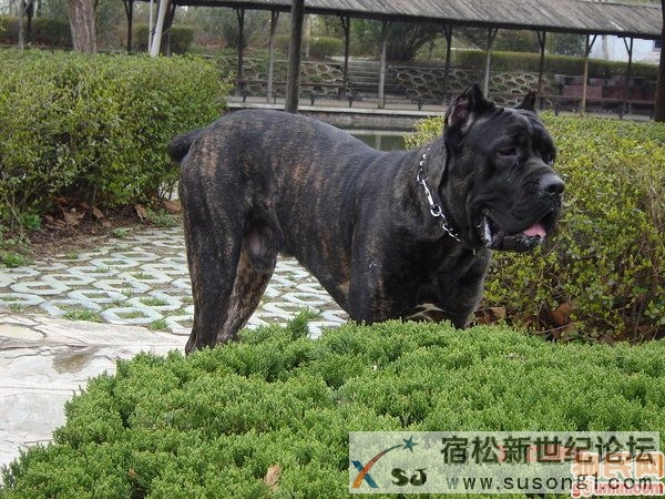 成年犬2.jpg