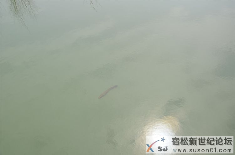 宿松新世纪论坛体验组走进宿松大龙集团，宿松水产重地11.jpg