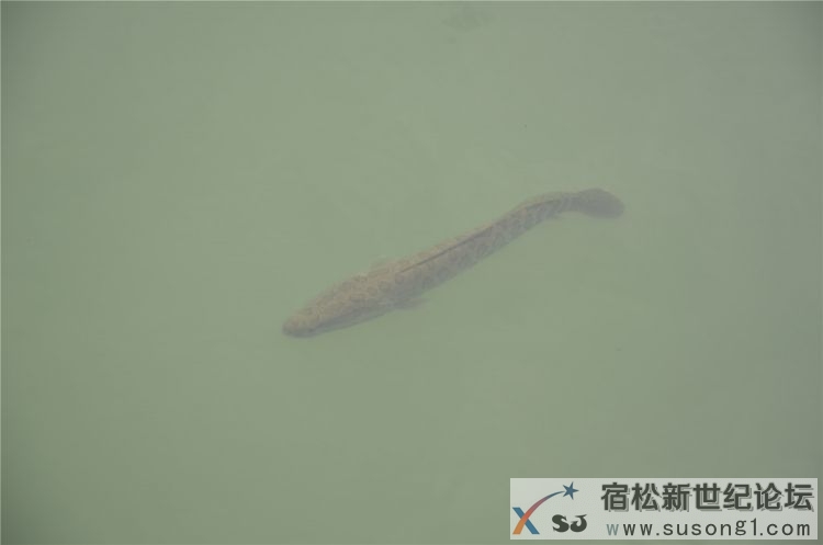 宿松新世纪论坛体验组走进宿松大龙集团，宿松水产重地12.jpg