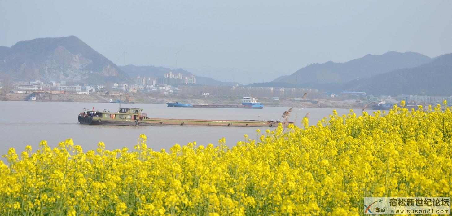 花开江畔1.jpg