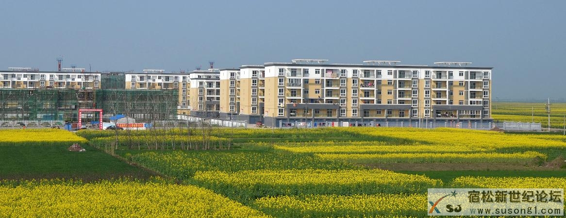新城春景1.jpg
