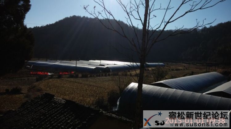 宿松药材基地 (3).jpg