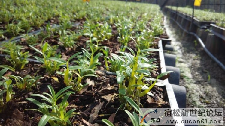 宿松药材基地 (7).jpg