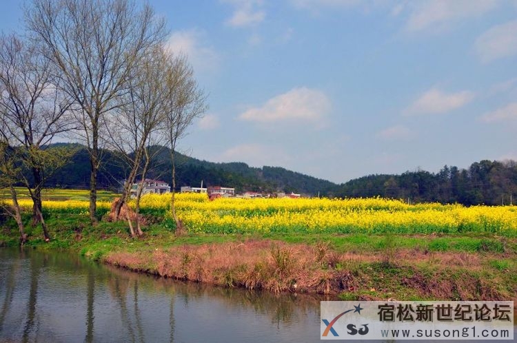 组照二：油菜花.jpg