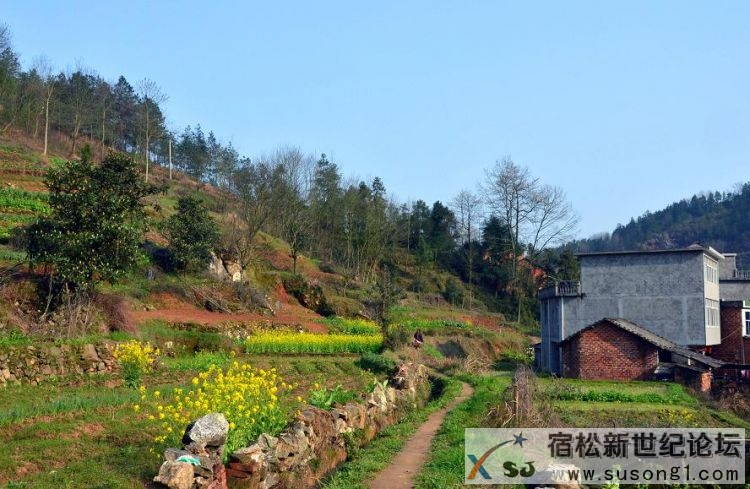 组照七：野草.jpg