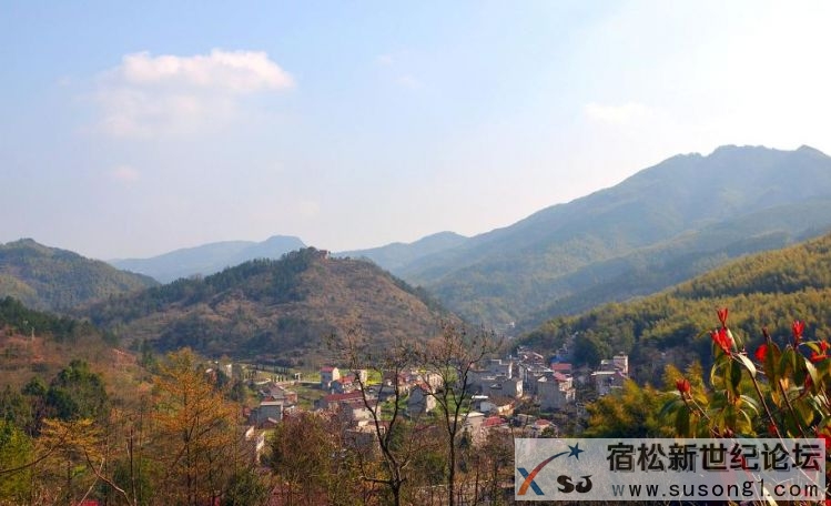 组照三：石楠.jpg