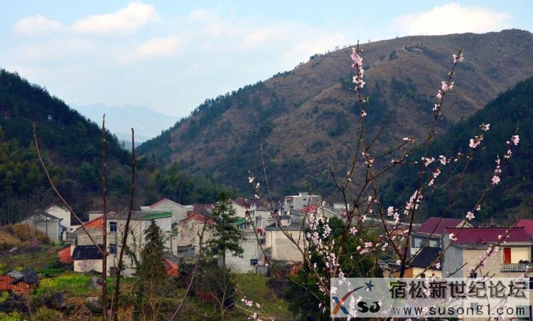 组照五：桃花.jpg