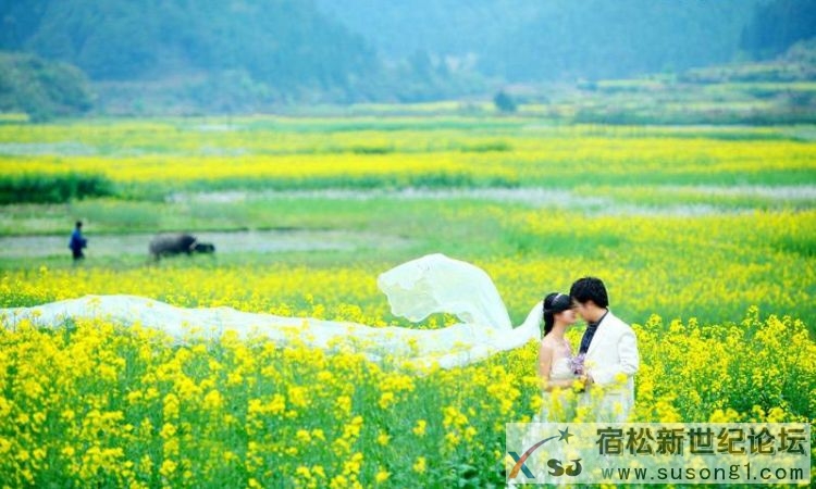 婺源油菜花图片2.jpg