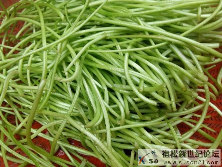 宿松人蛮喜欢吃这个的每天要这么多.jpg