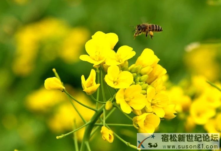 宿松，宿松新世纪论坛 (13).jpg