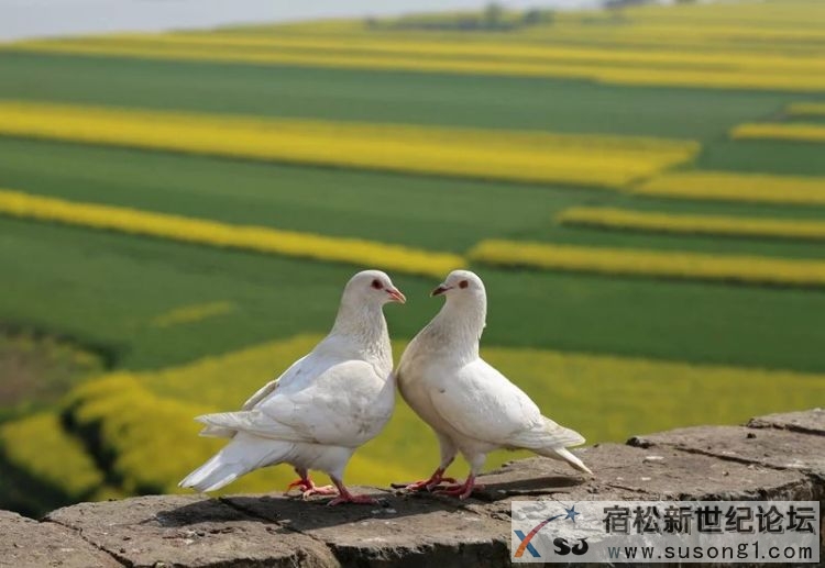 宿松，宿松新世纪论坛 (16).jpg