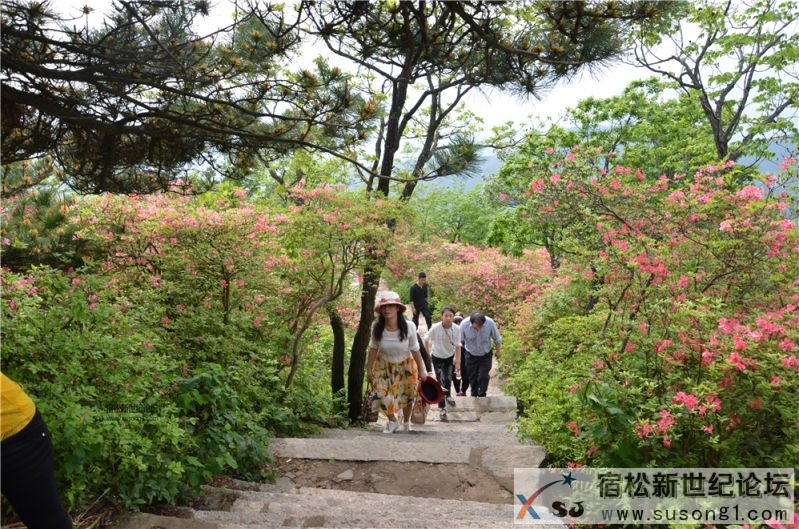 宿松新世纪论坛湖北麻城之旅剪影76.jpg