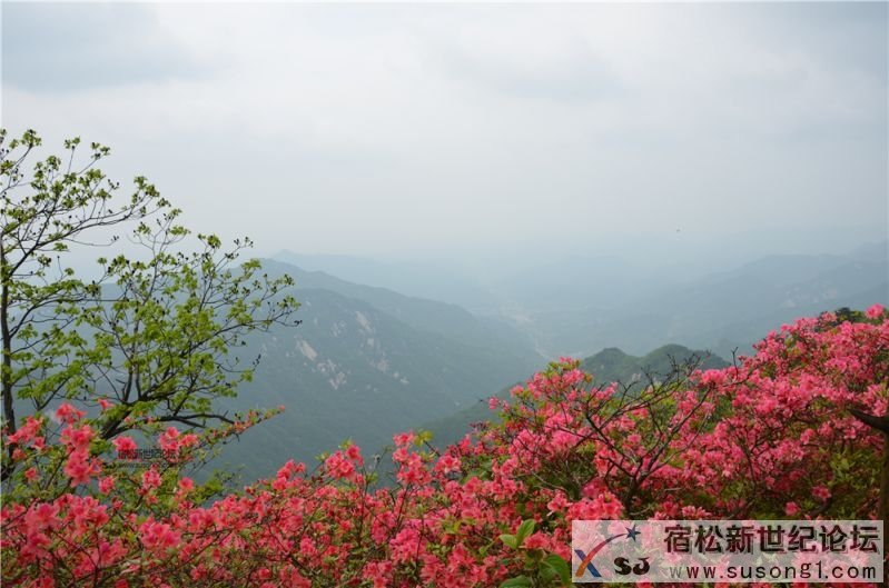 宿松新世纪论坛湖北麻城之旅剪影79.jpg