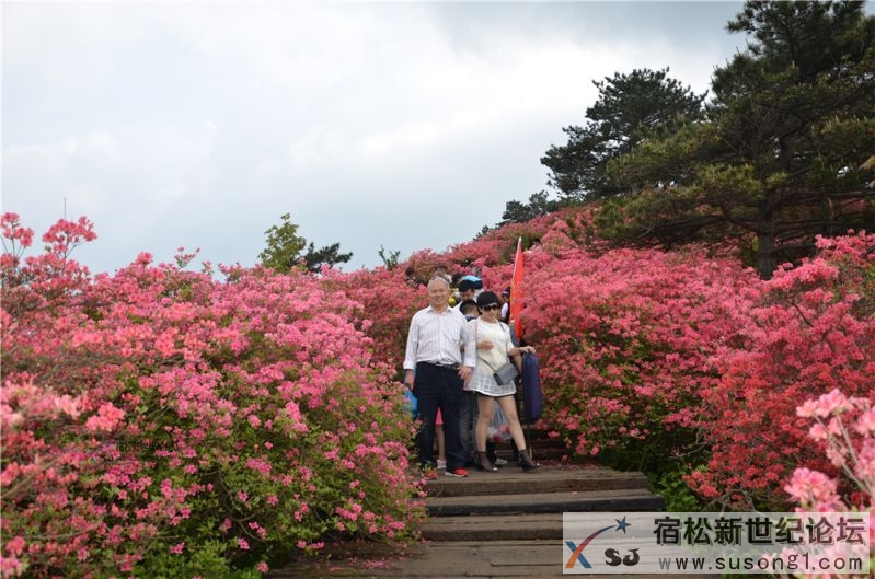 宿松新世纪论坛湖北麻城之旅剪影134.jpg
