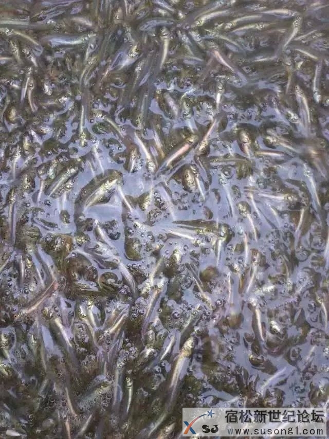 宿松龙源水产养殖专题采访视频