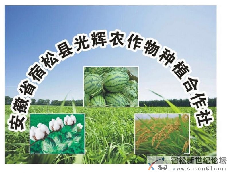    宿松退伍军人创业模范：记宿松县光辉农作物种植专业合作社