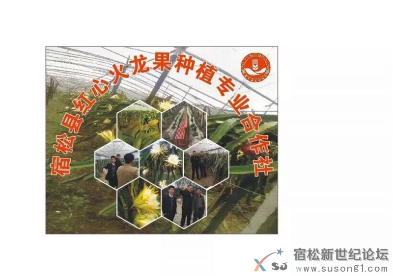    宿松退伍军人创业模范：记宿松县光辉农作物种植专业合作社