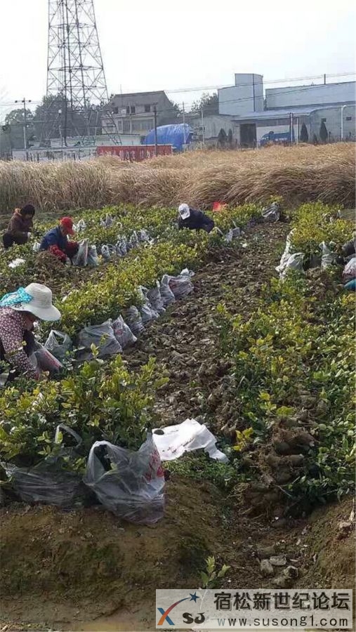    宿松退伍军人创业模范：记宿松县光辉农作物种植专业合作社