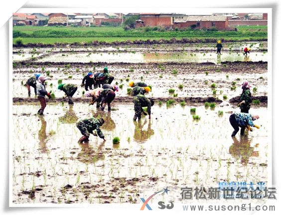 农家优质放心米，产地直邮，种植过程全程直播宿松新世纪论坛