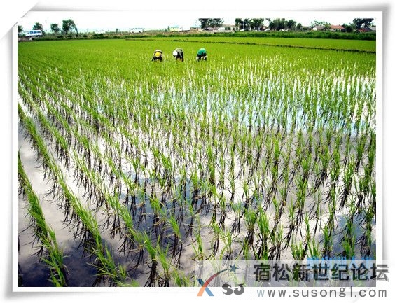 农家优质放心米，产地直邮，种植过程全程直播宿松新世纪论坛