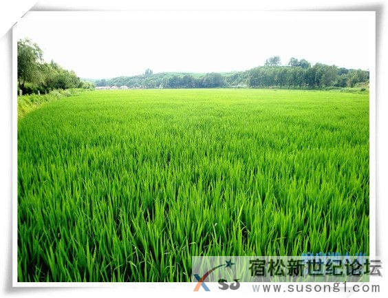 农家优质放心米，产地直邮，种植过程全程直播宿松新世纪论坛