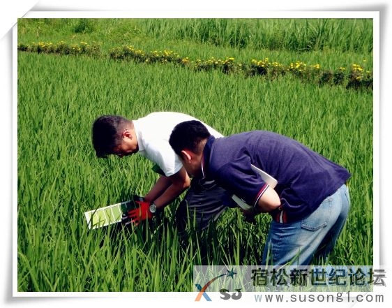 农家优质放心米，产地直邮，种植过程全程直播宿松新世纪论坛