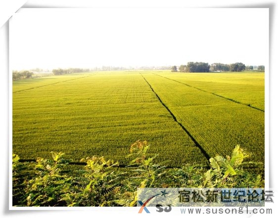 农家优质放心米，产地直邮，种植过程全程直播宿松新世纪论坛