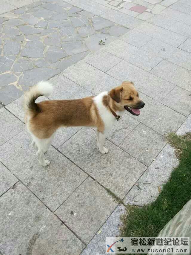 寻狗启事宿松新世纪论坛