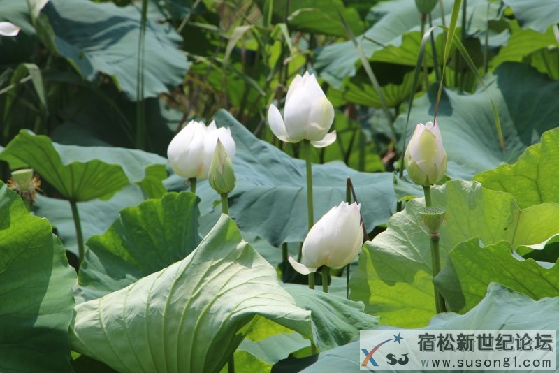参观葡萄园，体验瓜果乐宿松新世纪论坛