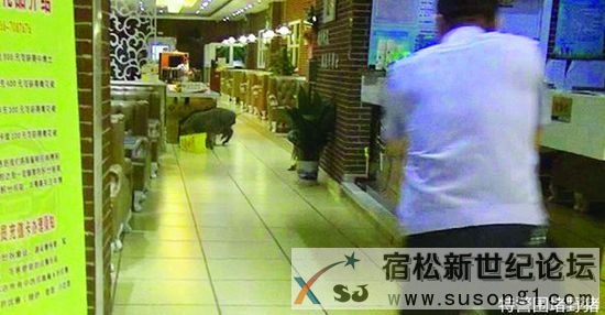 宿松牛博士突然跑进一头野猪，真是世界之大无奇不有[抓狂][抓狂][抓狂][抓狂]宿松新世纪论坛