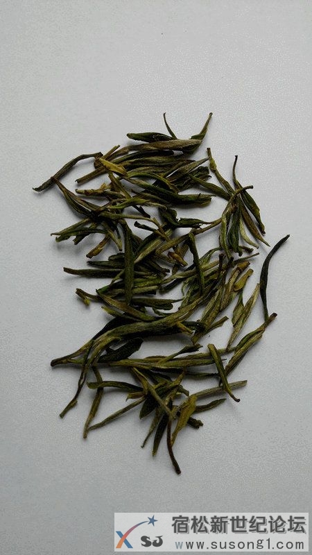 品一杯绿茶，清凉一整夏宿松新世纪论坛