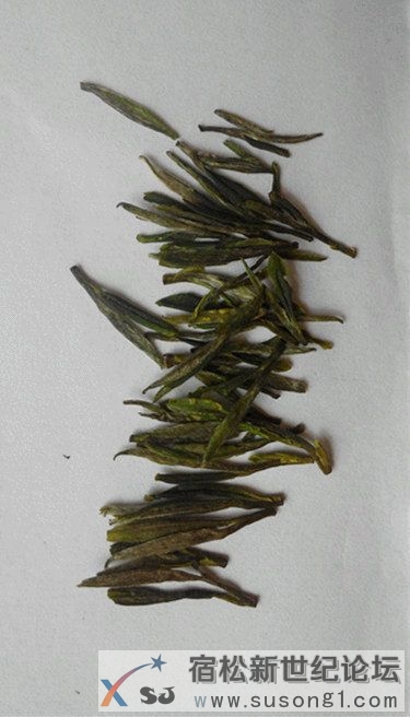 品一杯绿茶，清凉一整夏宿松新世纪论坛