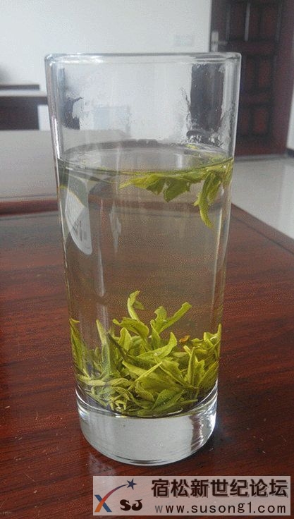 品一杯绿茶，清凉一整夏宿松新世纪论坛