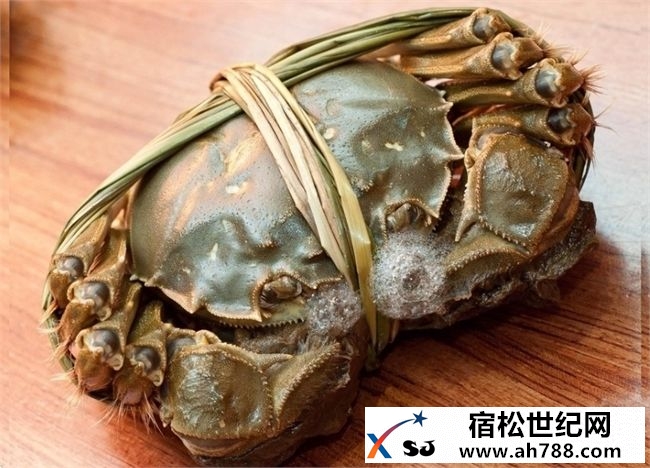 黄湖大闸蟹宿松新世纪论坛