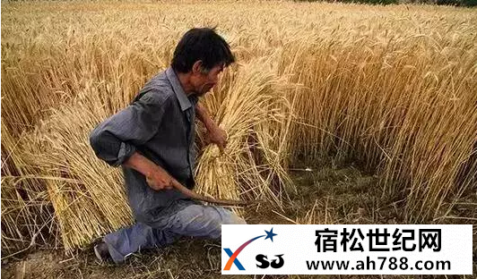 回家宿松新世纪论坛