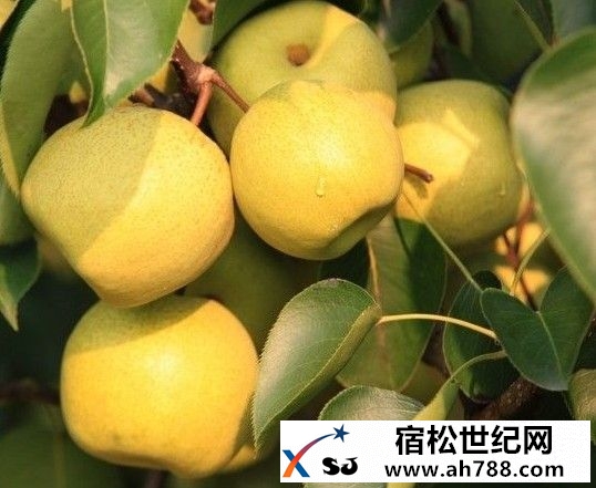 实用｜过年到处吃喝后记得吃它，大量排出体内垃圾，可惜没几个人知道!宿松新世纪论坛