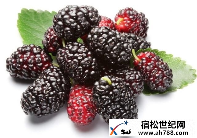 绿蒂农业桑葚马上就可以采摘了！！.jpg
