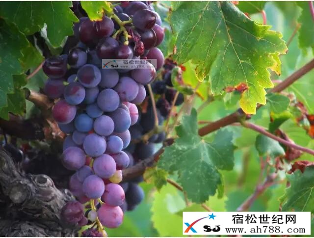 QQ截图20160817222033.jpg