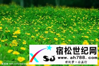 野菊.jpg