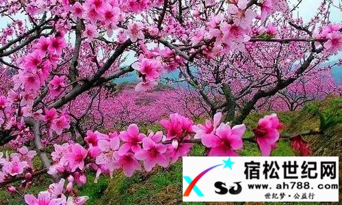 【史记】十里桃源古洞幽11.jpg