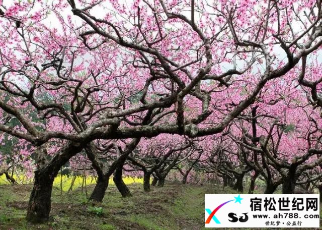 【史记】十里桃源古洞幽a.jpg