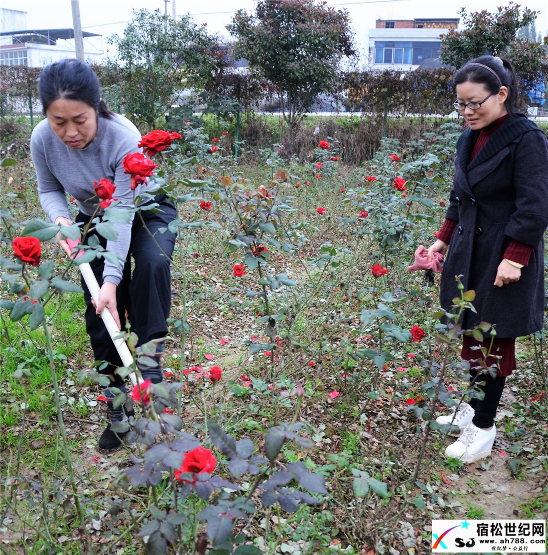 孙燕给客户挖月季种苗.jpg