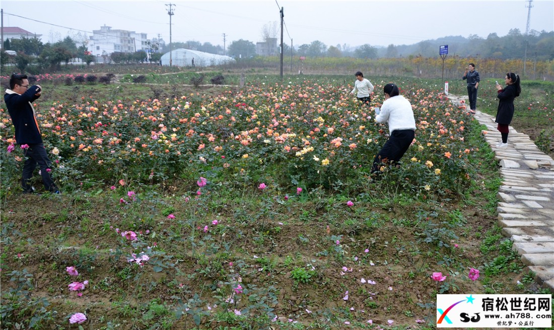 游客在月季种植园拍照留念.jpg