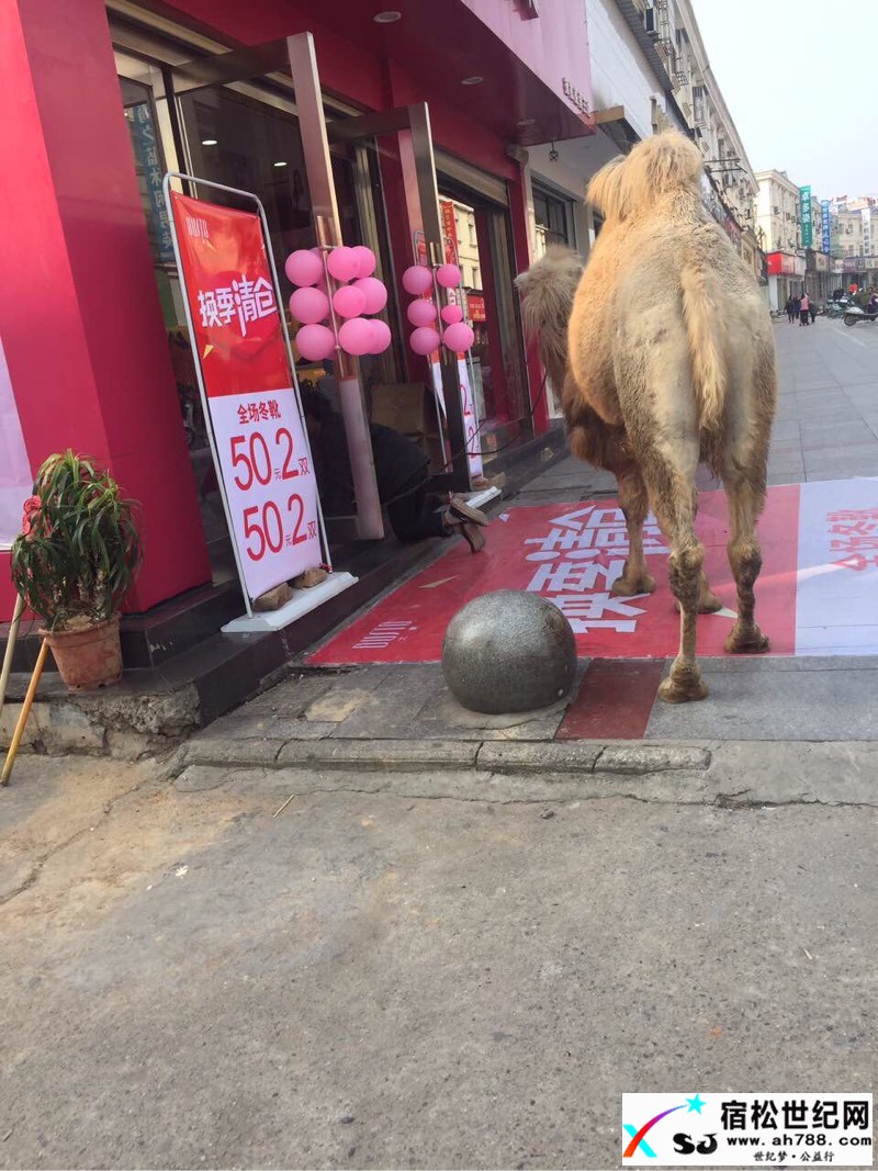 宿松步行街，牵骆驼跪店门口乞讨，何为？宿松世纪网