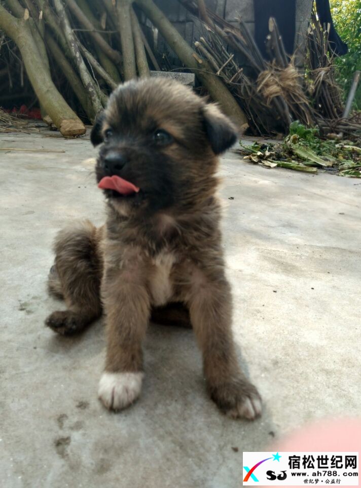 小灰