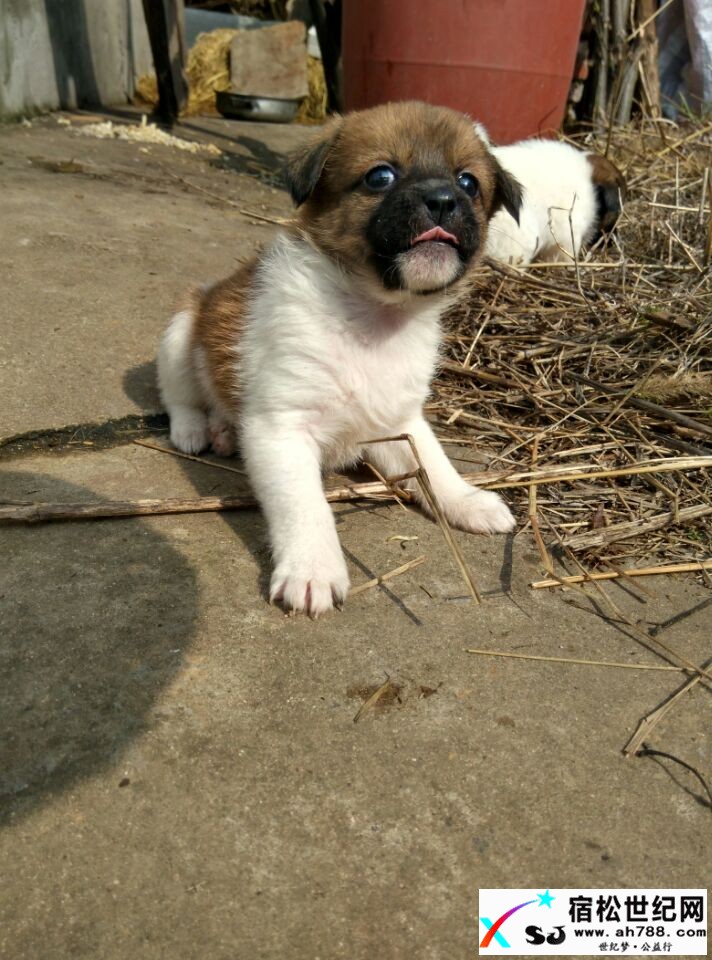 小萌