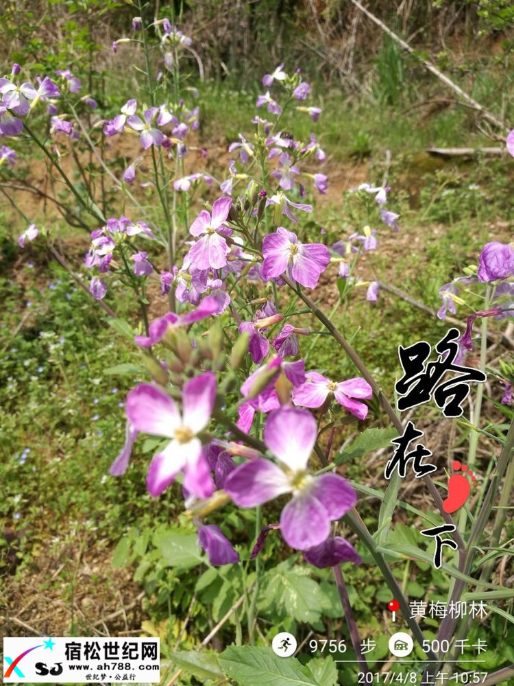 20170409黄梅蕲春宿松边区穿越（渔夫） (30).jpg