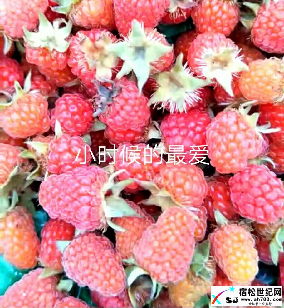山里野果高高挂，解馋请到北浴来 (5).jpeg