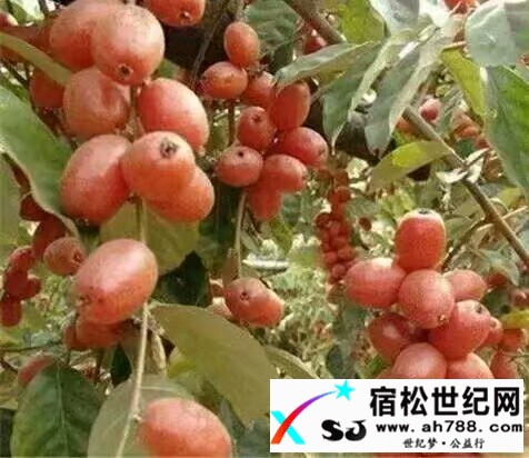 山里野果高高挂，解馋请到北浴来 (4).jpeg