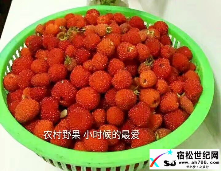 山里野果高高挂，解馋请到北浴来 (6).jpeg